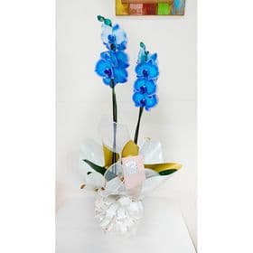 thumb-orquidea-phalaenopsis-azul-valor-0