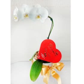 thumb-orquidea-phalaenopsis-branca-no-caxepo-de-porcelana-com-chocolate-0