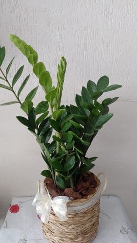 planta zamiocuca