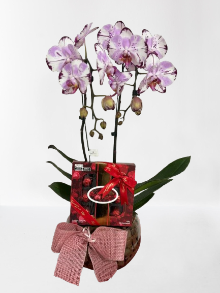 orquidea com chocolate 